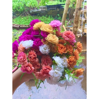 🔥กิ่งแพรเซี่ยงไฮ้ 5 บาท💐คุณนายตื่นสาย✅