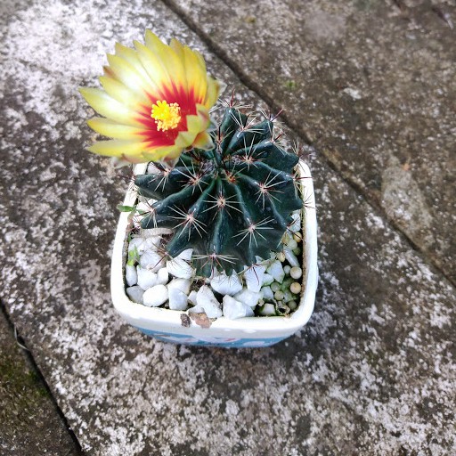 ดินสำหรับปลูกแคคตัสและไม้อวบน้ำ ประกอบด้วย 11 ส่วนผสม ผสมสำเร็จพร้อมปลูก นน. 500 กรัม - รูปที่ 5