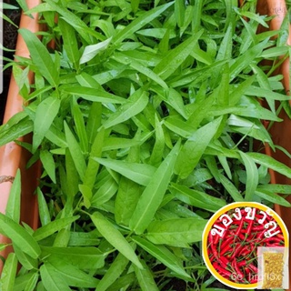 200เมล็ดกังกง/kangkong convolvulus เมล็ดพันธุ์พืชเมล็ดพันธุ์สวนเมล็ดพันธุ์ผัก (FR SG) เมล็ดเอ็ด V9OR