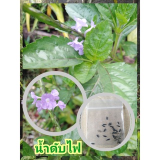 เมล็ดต้นหญ้าพันงูเขียว/ต้นน้ำดับไฟพืชสมุนไพรพื้นบ้าน