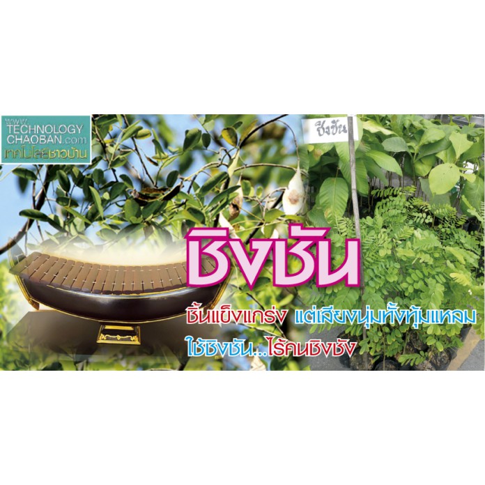 Hot Sale เมล็ดไม้ชิงชัน Dalbergia oliveri ไม้ป่าไม้เศรษฐกิจ ราคาถูก ต้นไม้ มงคล รวย ทรัพย์ ปลูก ใน บ้าน ปลูก แล้ว รวย
