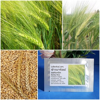 เมล็ดพันธุ์ ข้าวบาร์เลย์ (Barley Rice Seed) บรจจุ 100 เมล็ด คุณภาพดี ราคาถูก ของแท้ 100%