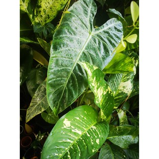 ต้นเทพนิมิตร Dieffenbachia Puerto rico