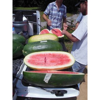 เมล็ด แตงโมยักษ์ พันธุ์คอนโก้ - Congo Giant Watermelon