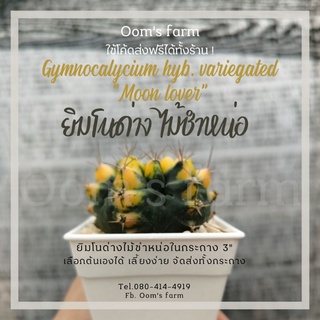 ส่งทั้งกระถาง ยิมโนด่าง (Gymnocalycium hybrid Variegata.)  ไม้ชำหน่อ สวยครบ รากเดินดีแล้ว ขนาดตามภาพ