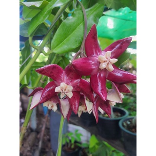 โฮย่าจักรพรรดิ์Hoya Imperialis Lindlกระถาง3นิ้ว