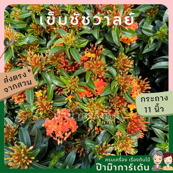 ต้นเข็ม ชัชวาลย์ กระถาง 11 นิ้วมี 2 สี (เหลือง ส้ม)