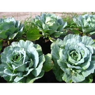 เมล็ดพันธุ์ปูเล่เขียวไต้หวัน (Taiwan Green Flowering Cabbage Seed)บรรจุ 100 เมล็ด ของแท้ คุณภาพดี นำเข้าจากต่างประเทศ