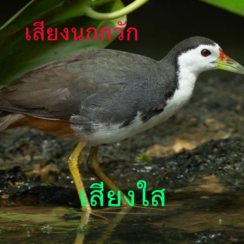 USBเสียงสำหรับต่อนกกวักบันทึกในUSBสินค้าใหม่