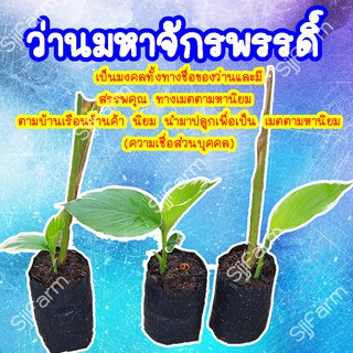 1 ต้น ว่านมหาจักรพรรดิ์ ว่านตระกลูขมิ้นจะขยายพันธุ์ด้วยหัว มีประกันระหว่างขนส่ง สินค้าพร้อมจัดส่ง