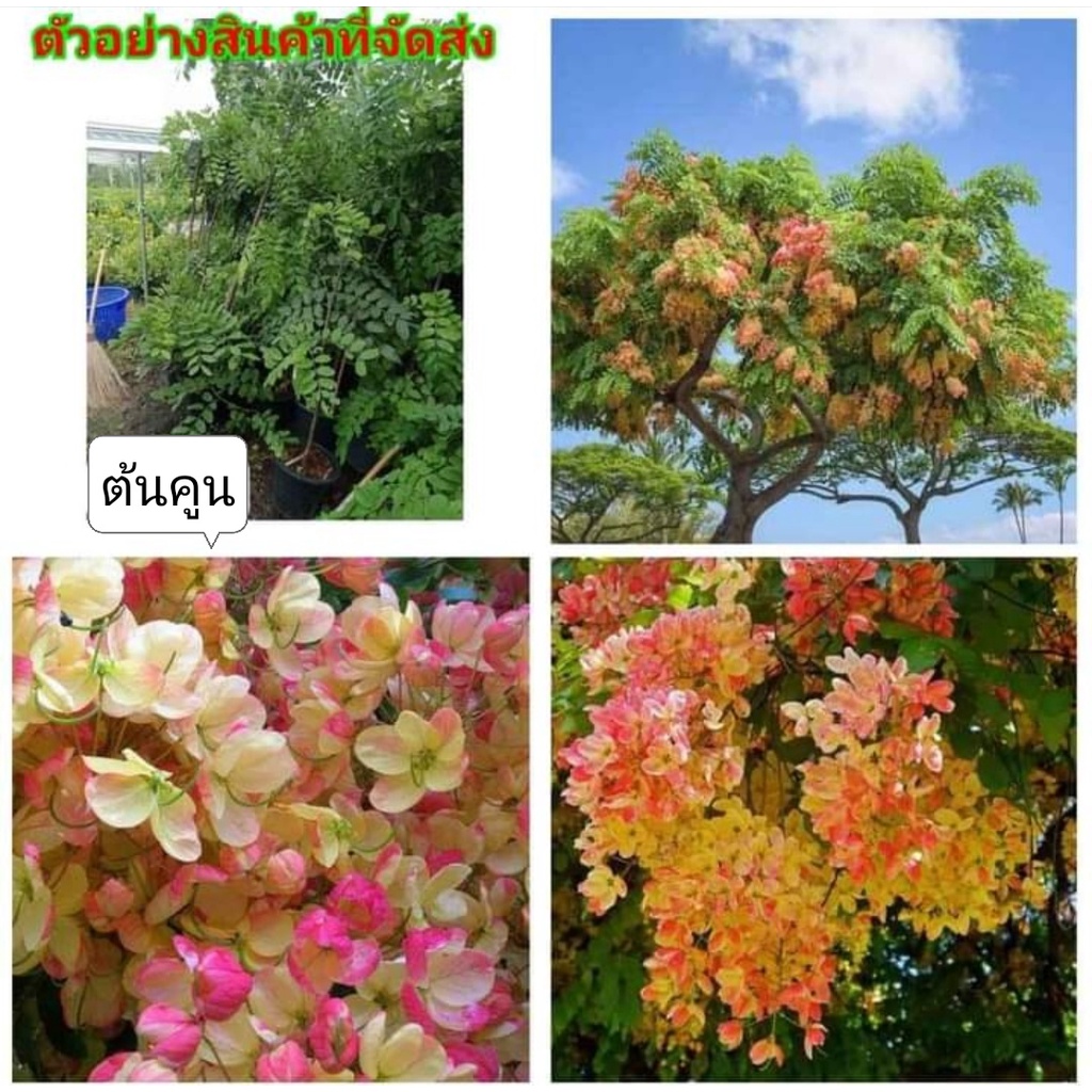 (1ต้น สูง150cm ต้นคูณสายรุ้ง คูณสายรุ้ง ราชพฤกษ์ สี รุ้ง ขาว เหลือง แดง ชมพู คูณ ต้นคูณ ดอกคูณ คูน ต