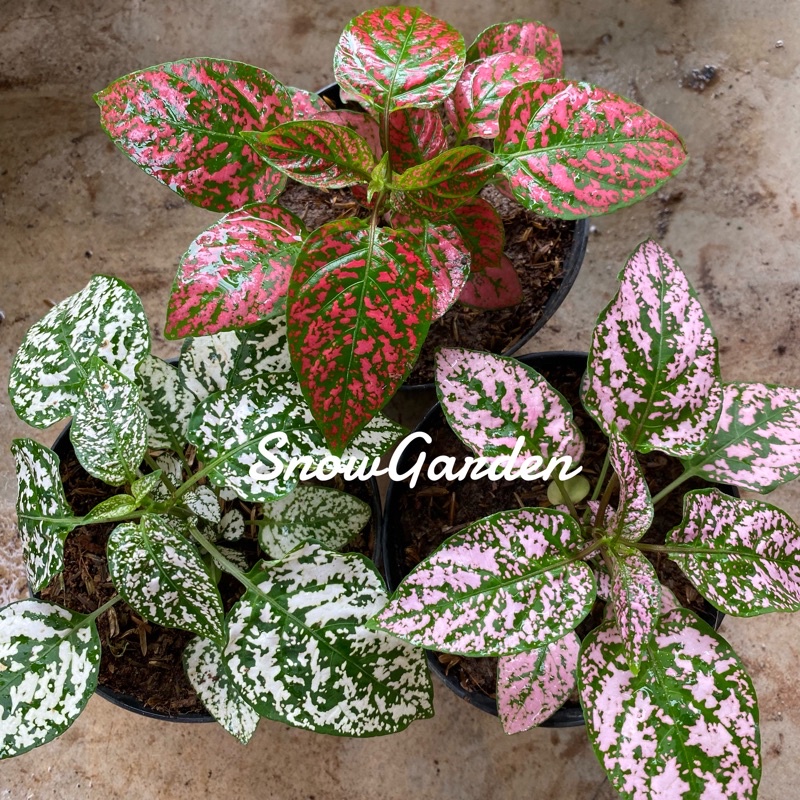 ละอองดาว เลี้ยงง่ายโตไว สีสวย ต้นละอองดาว ไฮโพเอสเทส (Hypoestes)