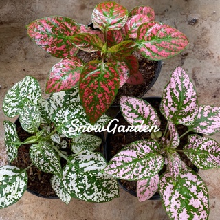 ละอองดาว 💫 เลี้ยงง่ายโตไว สีสวย 🪴   ต้นละอองดาว ไฮโพเอสเทส (Hypoestes)