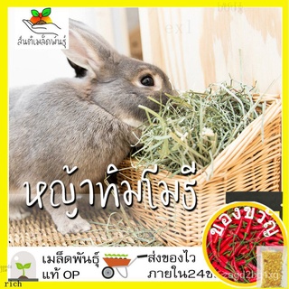 เมล็ดพันธุ์ หญ้าทิมโมธี 500 เมล็ด Timothy Grass seeds เมล็ดพันธุ์แท้ นำเข้าจากต่างประเทศ ปลูกผัก สวนครัวZinniaCosmosMixM