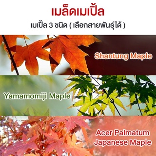 (พร้อมส่ง) เมล็ดเมเปิ้ล บอนไซ เมล็ด Maple Seed เมเปิ้ลแดง เมเปิ้ลญี่ปุ่น เมเปิ้ล 5 แฉก สนดำ เมล็ดสนดำญี่ปุ่น เพรมน่า.