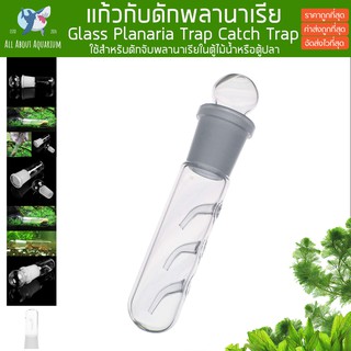 กับดักพลานาเรีย ที่ดักพลานาเรีย Glass Planaria Trap Pest Trap Worm Leech Planaria Catch Catcher สำหรับตู้ปลา ตู้ไม้น้ำ