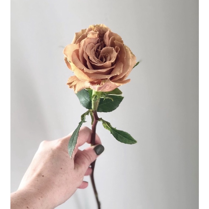 กุหลาบท๊อฟฟี่🍀Toffee