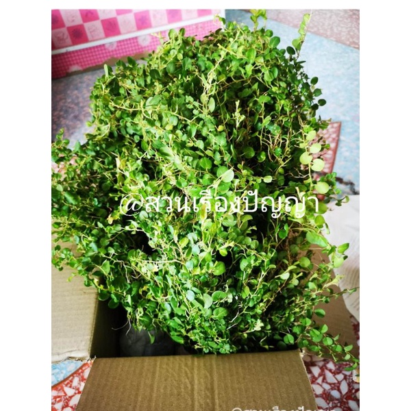 หญ้าใบต่างเหรียญ(1กำมี60กิ่ง)#โปรซื้อ 5 แถมฟรี1กำ