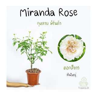 Treeno.9 T350 Miranda Rose (กุหลาบ มิรันด้า)​ ดอกสีขาว ต้นใหญ่ ถุง 8 นิ้ว สูง 60-70 ซม. ไม้ดอกประดับ ดอกสวย ออกดอกตลอดทั้งปี (ต้นไม้)