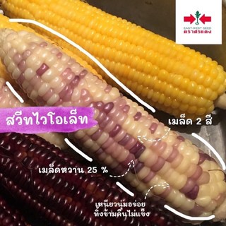 เมล็ดพันธุ์ข้าวโพดข้าวเหนียว ขาวม่วง ตราตะวันต้นกล้า 500 กรัม เมล็ดพันธุ์ผัก ศรแดง ความงอก 85% ฝักใหญ่ เหนียวนุ่ม