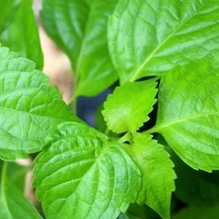 ยี่หร่า โหระพาช้าง กะเพาควาย ตัวเลือสูงสุด เมล็ดพันธุ์ 120 เมล็ด [10 แถม 1 คละได้]