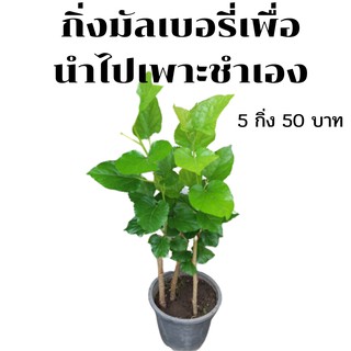 กิ่งมัลเบอรี่/หม่อน เชียงใหม่ 60 สำหรับเพาะชำ จำนวน 5 กิ่ง (ตัดสด)