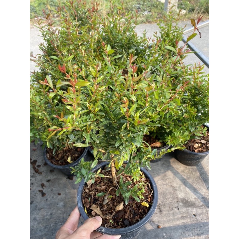 ต้นทับทิมไต้หวัน พร้อมปลูกขนาด20-30cm กระถาง8นิ้วสายพันธุ์เเท้ยอดจะแดง - รูปที่ 2