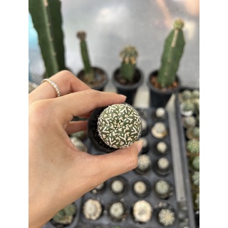 แอสโตรไฟตัม (Astrophytum super v) ไม้เมล็ด Size 3.5