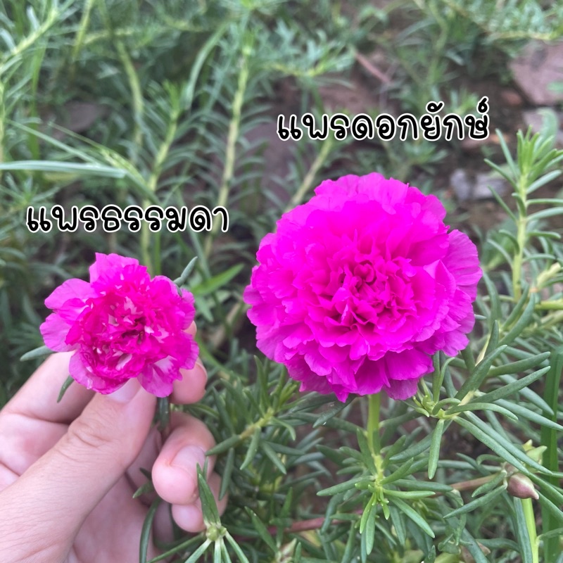 แพรกุหลาบ แพรดอกใหญ่ พันธุ์หายาก
