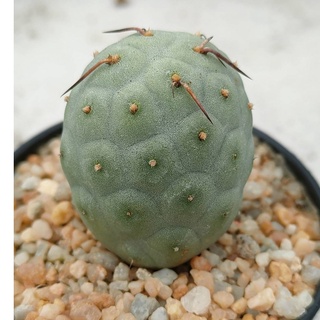 Cake Cactus Farm กระบองเพชร Tephrocactus alexanderi geometricus ทีโฟแคคตัส ไข่มังกร