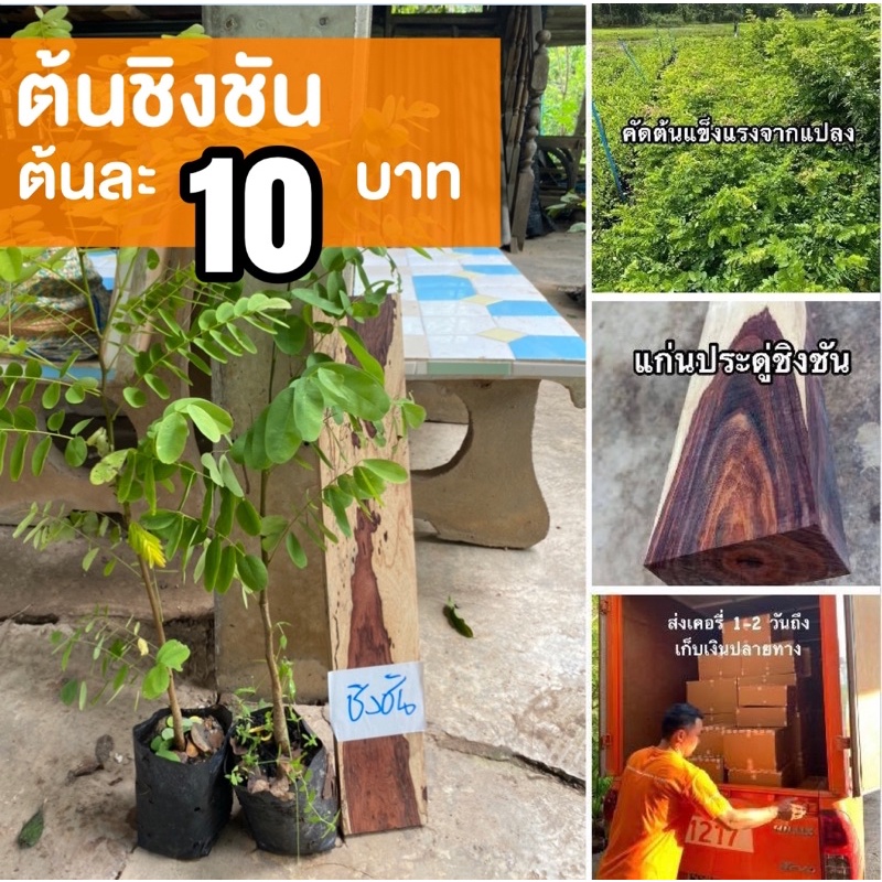 กล้าต้นประดู่ชิงชัน ต้นชิงชัน (ชุด 30 ต้น) สูง 25-30 เซนติเมตร