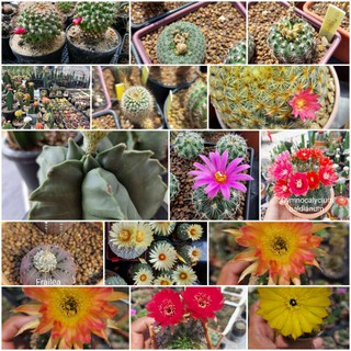 เมล็ดแคคตัสรวมสายพันธุ์ 200+ เมล็ด (cactus seeds mix)