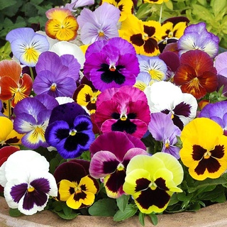 เมล็ดพันธุ์ ดอกแพนซี่ คละสี Swiss Giants Pansy Mix Seeds บรรจุ100เมล็ด ต้นไม้มงคล เมล็ดดอกไม้ ต้นไม้ประดับ พันธุ์ไม้ดอก