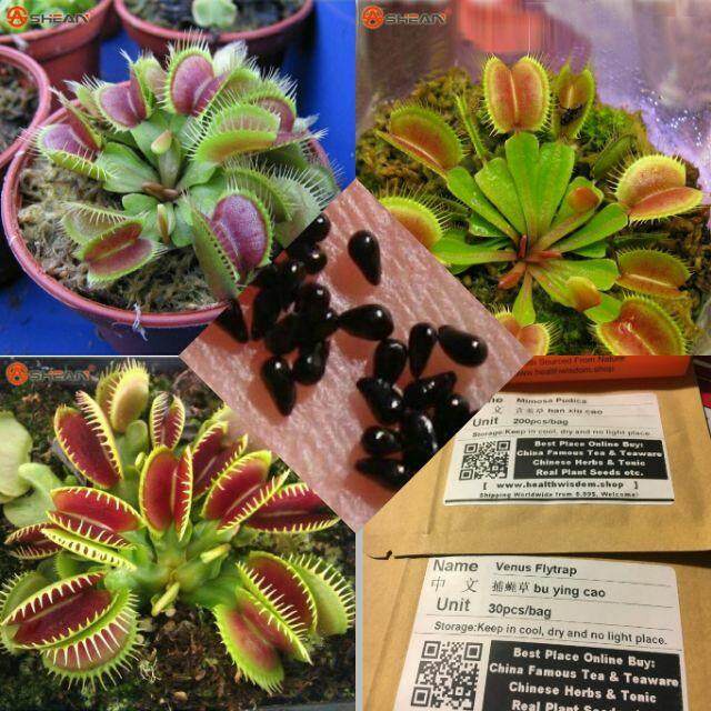 เมล็ดฟลายแทร็บ กินแมลง กินยุง ของแท้ (พร้อมส่ง 30 Seeds)ไม้กินแมลง กาบหอยแครงปากแดง (Venus flytrap) ไม้ประดับ บอนไซ
