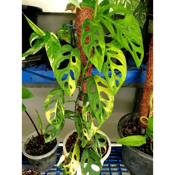 มอนเตอร่า พลูฉลุด่างเหลือง Monstera Adansonii variegated