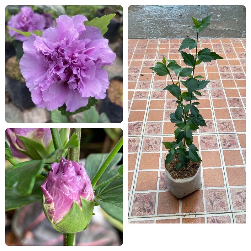 ต้นชบาคาเนชั่น สีม่วง แดง เลี้ยงง่ายโตไวออกดอก ตลอดทั้งปี 🌱