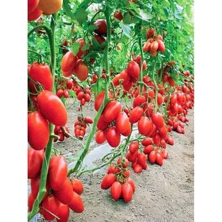 เมล็ดพันธุ์ มะเขือเทศ เชอรี่ สีแดง ทานสด 25 เมล็ด [10 เเถม 1 คละได้]