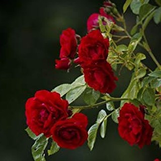 เมล็ดพันธุ์ กุหลาบพวง Floribunda Rose Seeds สีแดง ดอกหอม นำเข้าจากต่างประเทศ 30 เมล็ด