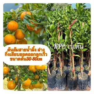 🍊ต้นส้มสายน้ำผึ้ง ฝาง🍊สายพันธุ์เเท้ กิ่งเสียบยอดออกลูกเร็ว ขนาดต้น30-80cm