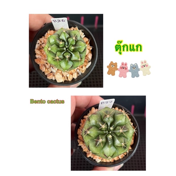 ตุ๊กแก Tukkae ไม้ชำหน่อ กระบองเพชร แคคตัส ยิมโนด่าง cactus