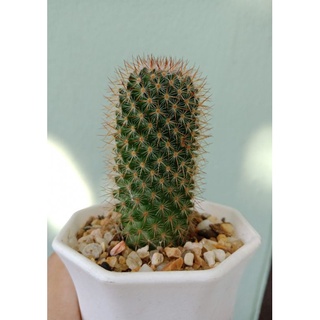 กระบองเพชร #cactus 🌿