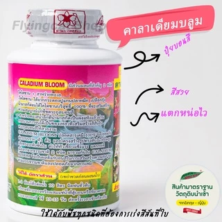 ปุ๋ยบอนสี คาลาเดียม บลูมแตกหน่อไวใบสวย สมบูรณ์ 2ขวด70บาท