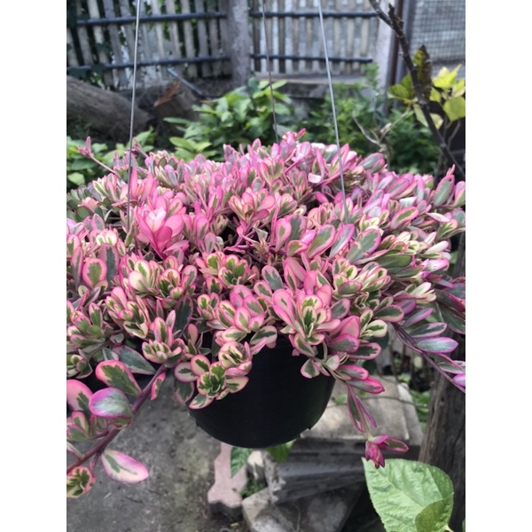 ต้นคุณนายรวยทรัพย์ดอกสีแดงสดใบด่างสีแดงไซส์8นิ้ว