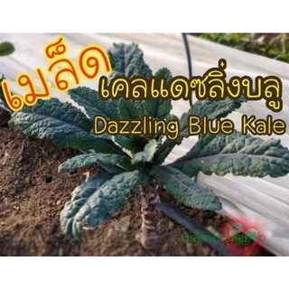 เมล็ดพันธุ์ เคลแดซลิ่งบลู 30 เมล็ด Dazzling Blue Kale Seed เมล็ดพันธุ์แท้ นำเข้าจากต่างประเทศ