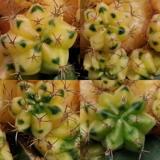 หน่อเด็ดสด ( 2 cm. + )​ Sea Dragon Gymnocalycium Cactus แคคตัส กระบองเพชร ไม้อวบน้ำ ไม้กราฟ ราคาถูก​