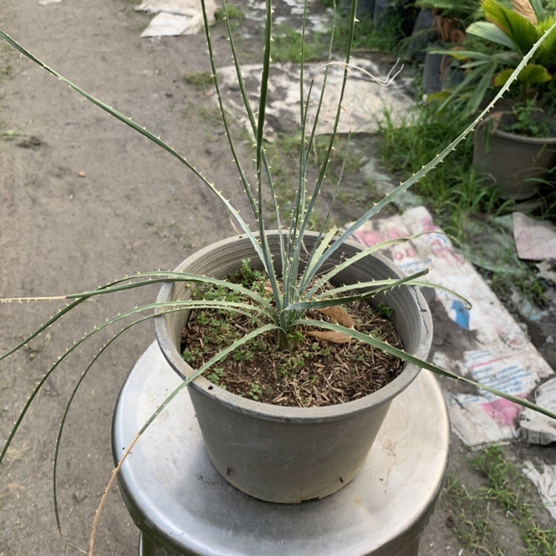 Dasylirion glaucophyllum กระถาง 8 นิ้ว ต้นไม้หายากจากทะเลทราย ใบมีกนามและออกสีฟ้าๆเขียวๆ