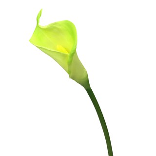 ดอกคาล่าลิลลี่ Artificial Calla lily สีเขียว ดอกไม้ประดิษฐ์เกรดพรีเมี่ยม งานพียู สวยเหมือนจริง