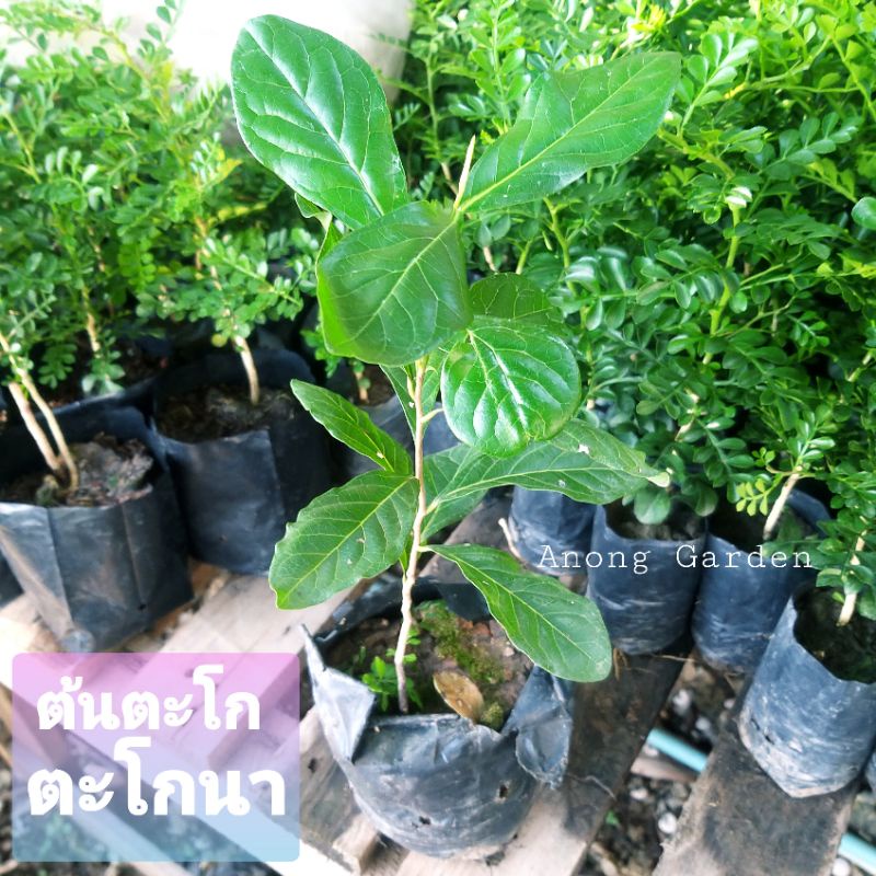 ต้นตะโก หรือ ตะโกนา ต้นละ 129 บาท สำหรับหัดทำไม้ดัด บอนไซ หตือปลูกเลี้ยง