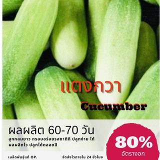 เมล็ดพันธุ์ แตงกวา 150 เมล็ด cucumber (ซื้อ 10 แถม 1 คละอย่างได้)