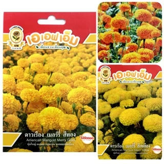 เมล็ดดอกดาวเรือง (Marigold) เมล็ดพันธุ์ดาวเรือง